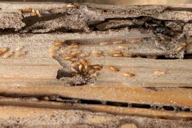 Best Residential Pest Control  in Black Mountain, NC