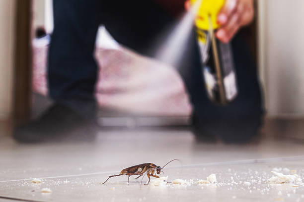 Best Cockroach Control Services  in Black Mountain, NC